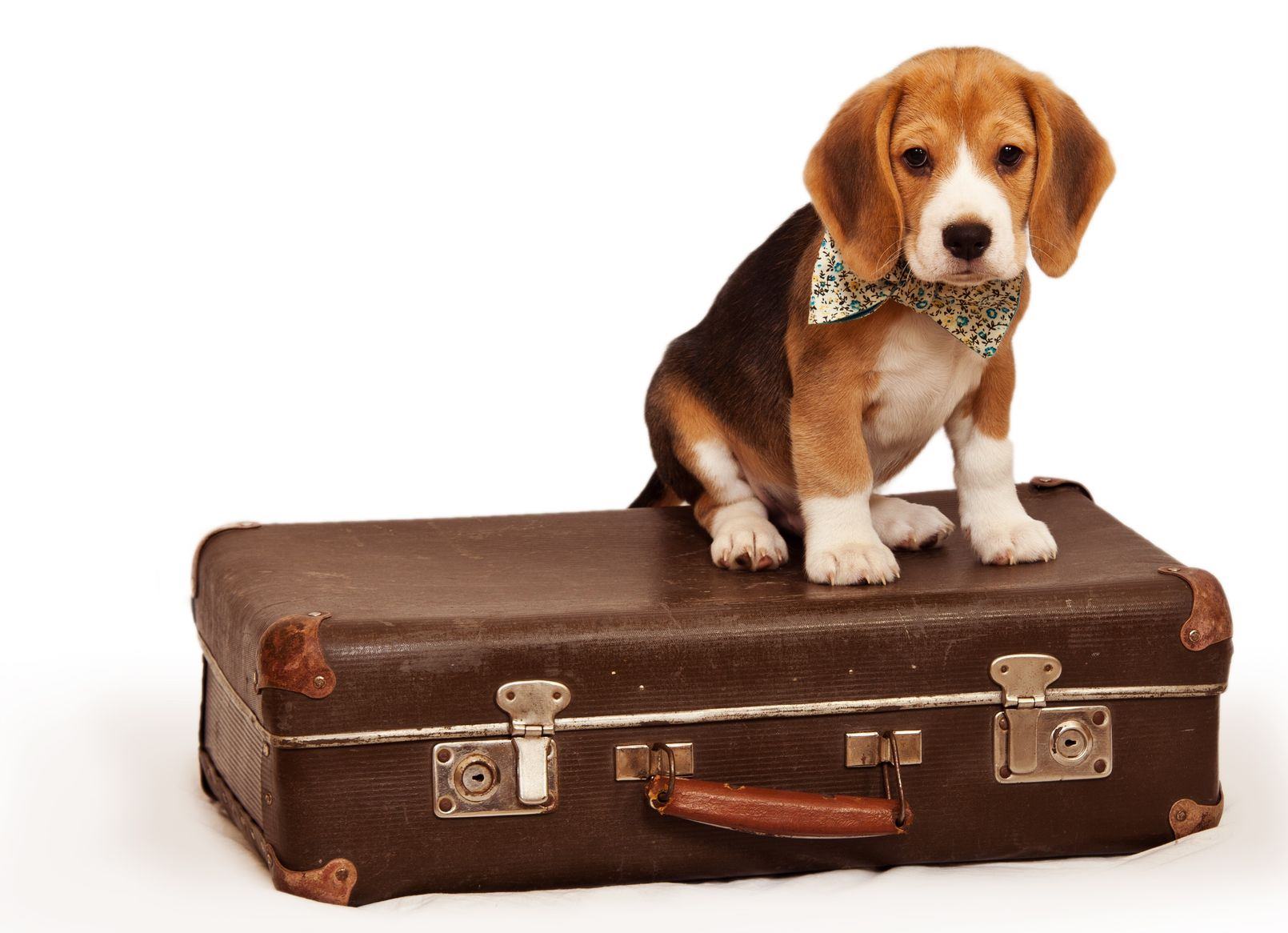 Your pet big. Собака с чемоданом. Животные с чемоданом. Щенки в чемодане. Собака сидит на чемодане.